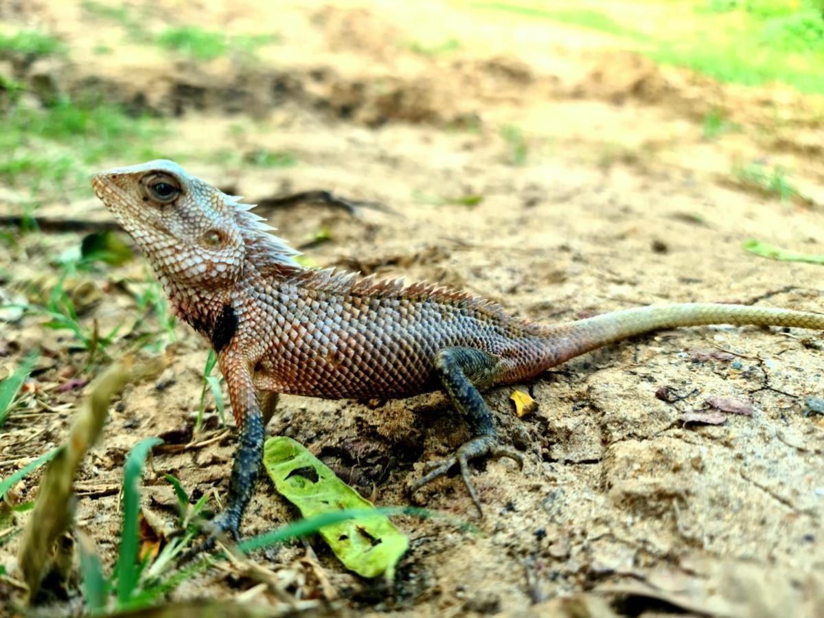 Humbhaha Jungle Yala Nature Eco Resort Kataragama Kültér fotó