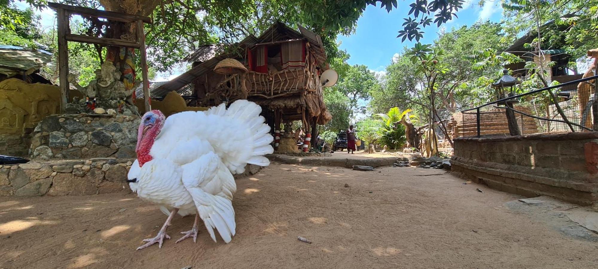 Humbhaha Jungle Yala Nature Eco Resort Kataragama Kültér fotó