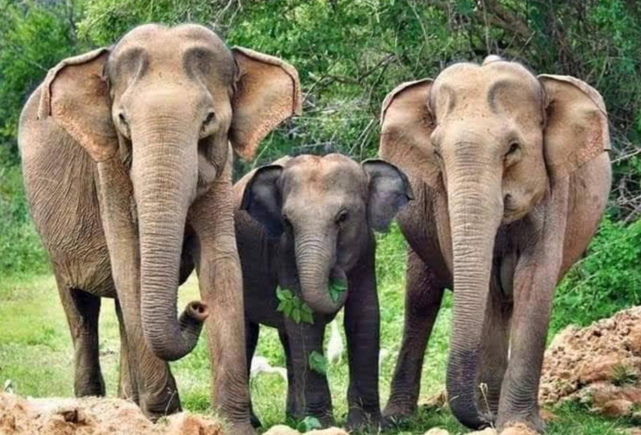 Humbhaha Jungle Yala Nature Eco Resort Kataragama Kültér fotó