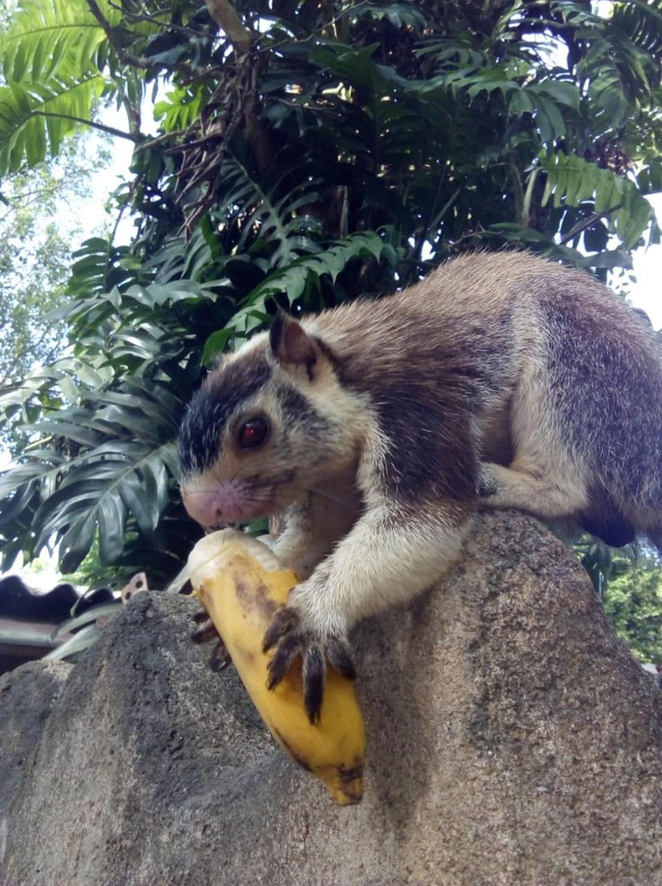Humbhaha Jungle Yala Nature Eco Resort Kataragama Kültér fotó