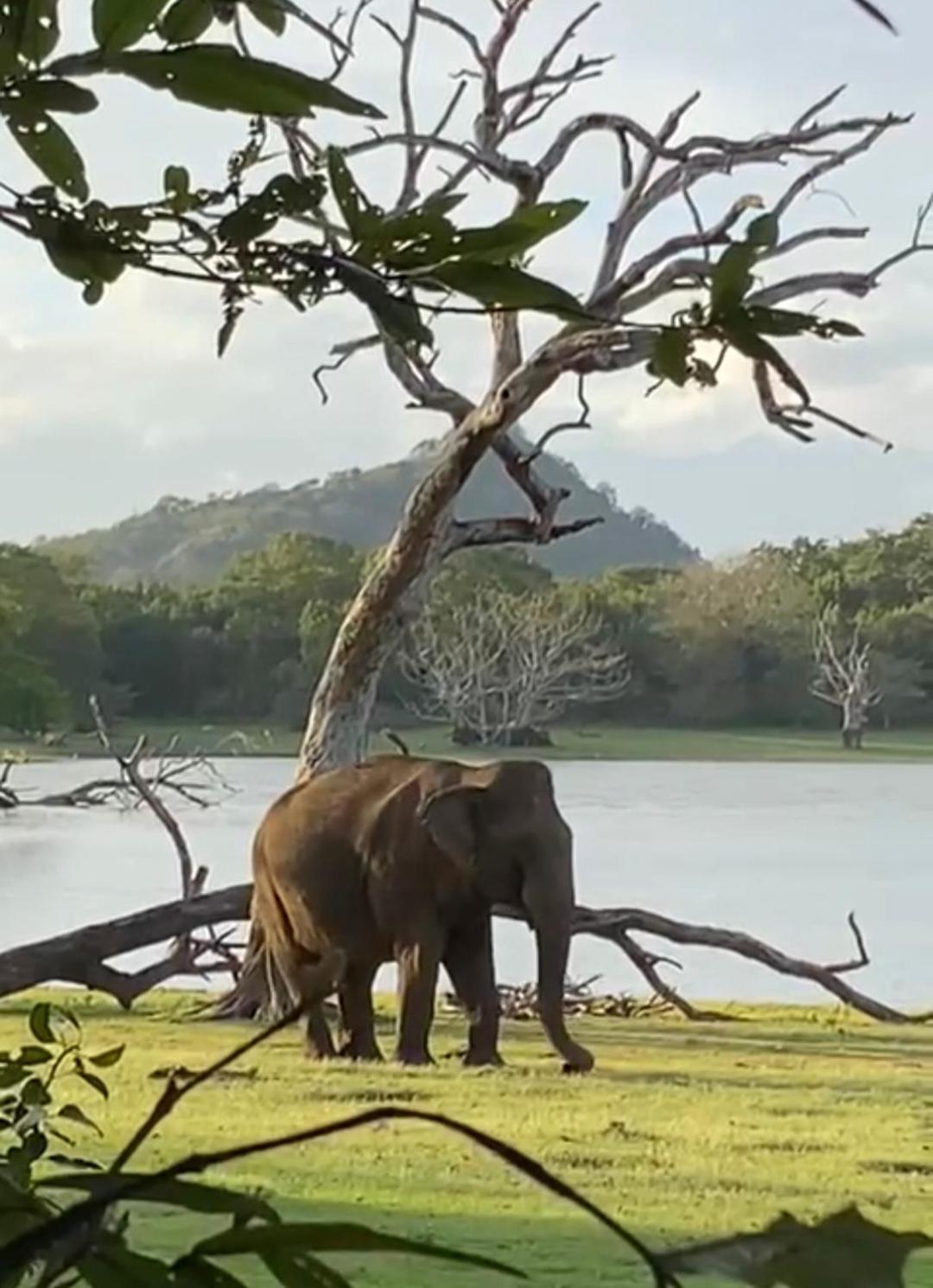 Humbhaha Jungle Yala Nature Eco Resort Kataragama Kültér fotó