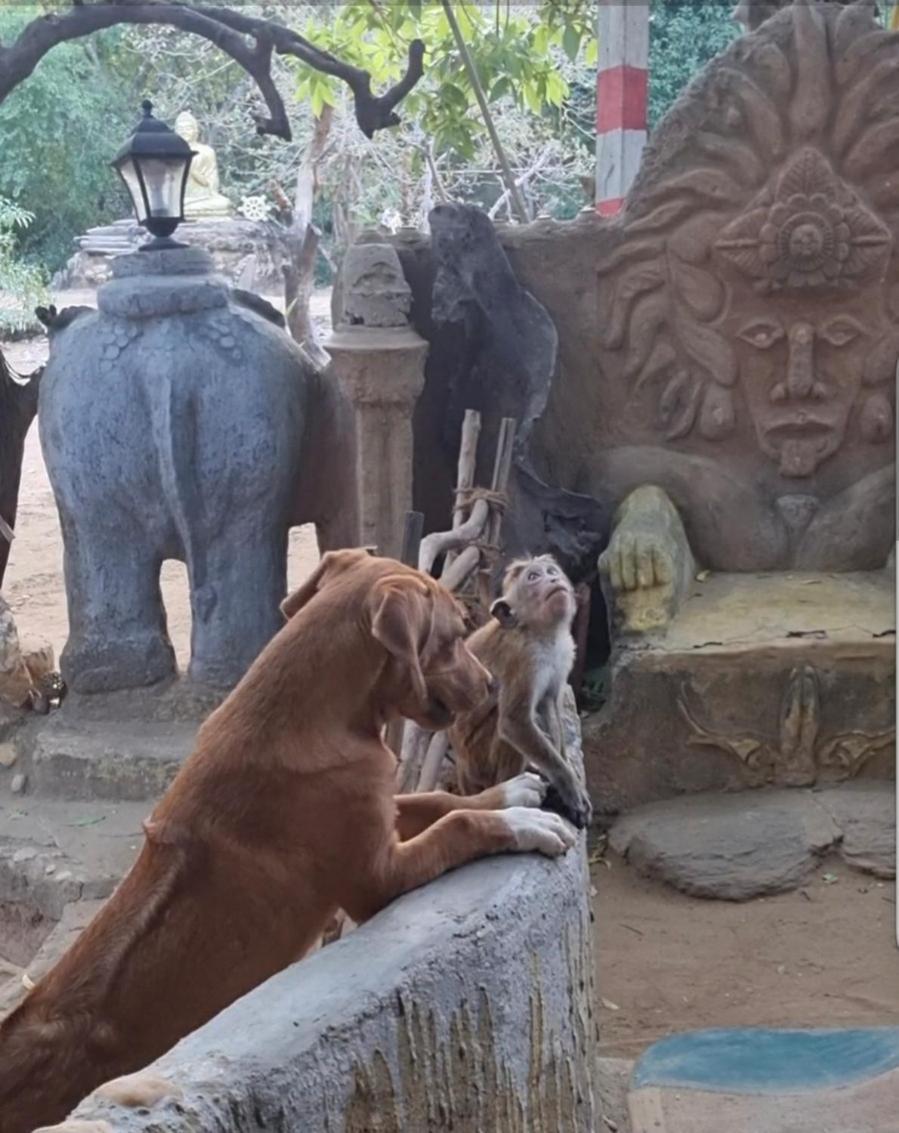 Humbhaha Jungle Yala Nature Eco Resort Kataragama Kültér fotó