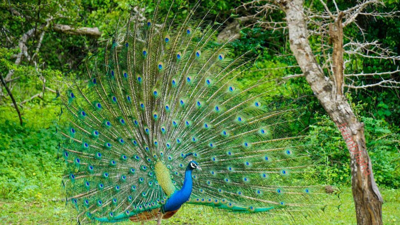 Humbhaha Jungle Yala Nature Eco Resort Kataragama Kültér fotó
