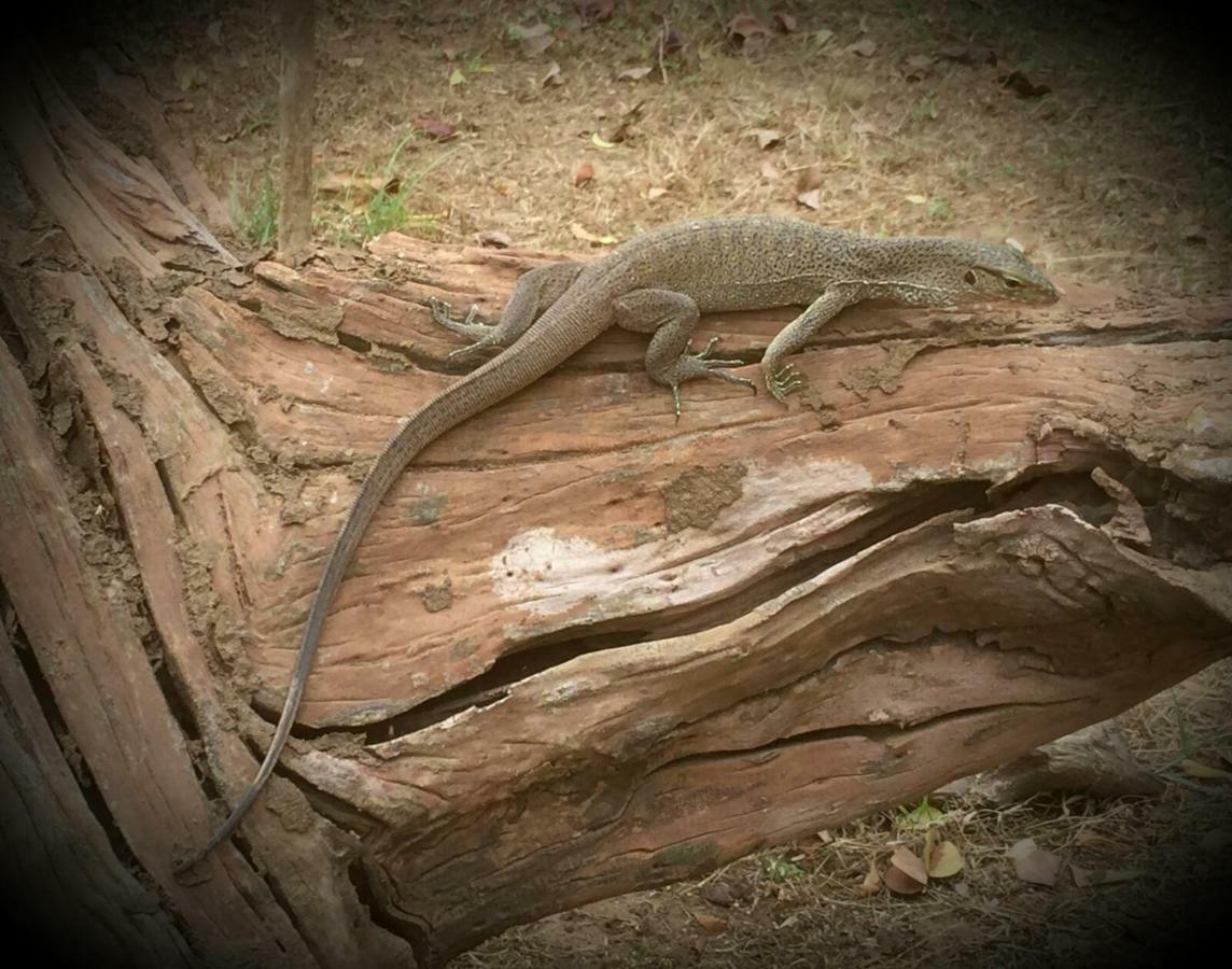 Humbhaha Jungle Yala Nature Eco Resort Kataragama Kültér fotó